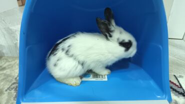 Dovşanlar: Dovsan balalari satilir — 7