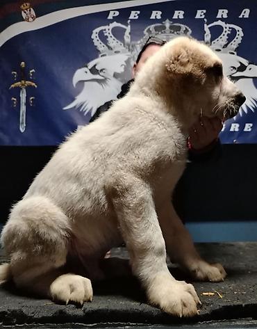 Psi: Psi na lalafo.rs — 6 Psi: Psi — 6