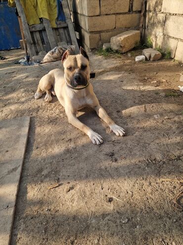 İtlər: Pitbul, 11 ay, Erkek, Peyvəndli, Ünvandan götürmə