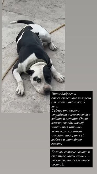 купить стаффордширского терьера: Ит бекер берилет: Стаффоршид терьер, 5 жаш, Ургаачы