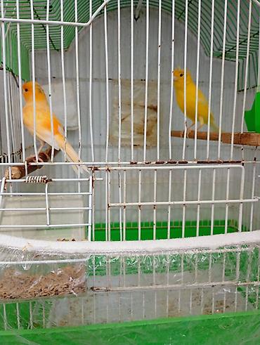 tutuquşu satılır: Buqiymete quşlar az az tapılır kök renginde erkek limon renginde maya — 2