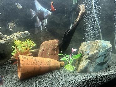 akvarum: Zavod Tetra akvarium. Tam sbor butun alsesuarla birlikdə. Bahalı — 5
