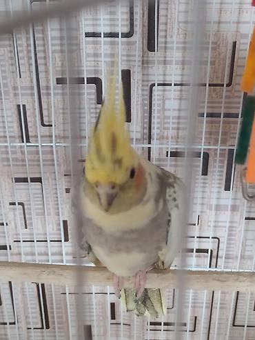 qus sesleri: Növ: Nimfa papuqayı (Cockatiel) cüt Rənglər: - Ağ‑sarı quş – — 1