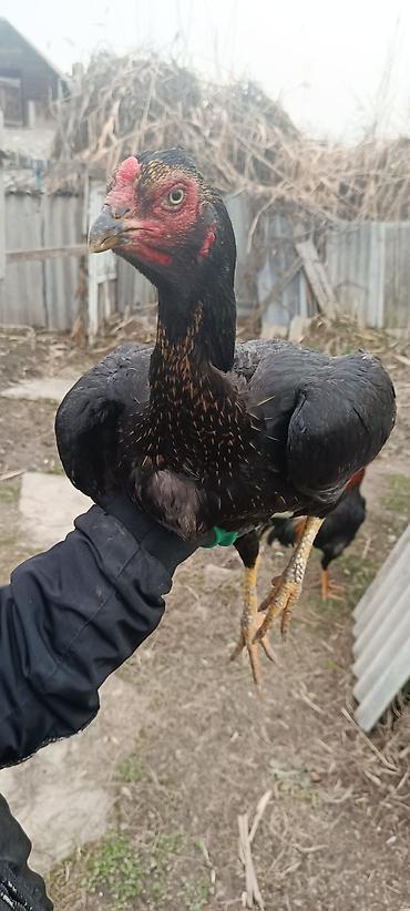 Птицы: ПРОДАЮ!!! ЯЙЦА. ИЗ ПОД ДАКАНА КОРЕЕЦ Из под чемпиона есть данные И — 5