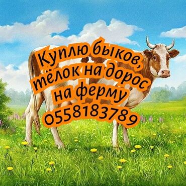 продажа попугаев жако: Куплю | Коровы, быки, Лошади, кони | Круглосуточно, На откорм, Самовывоз