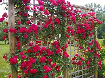 Digər metal məhsullar: Talvar .kölgəlik — 13