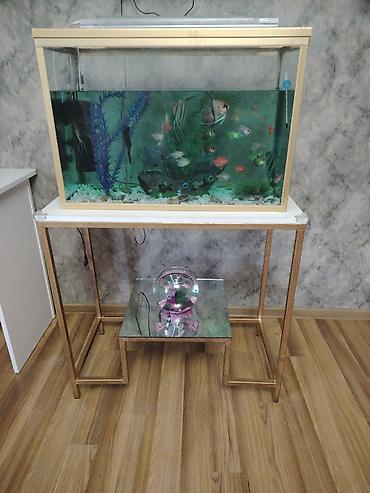 Akvariumlar: Dördbucaq akvarium, Balıqlarla birlikdə, 100 l — 1