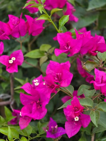 Ağaclar: Bağ bitkiləri – dekorativ ağac və kol sortları - Tulpan Maqnoliya — 22