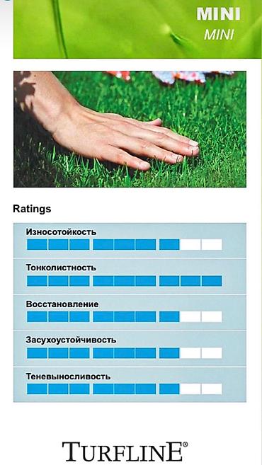 Газон: Семена европейского газона DLF (Дания) по оптовым ценам! ✅В наличии — 7