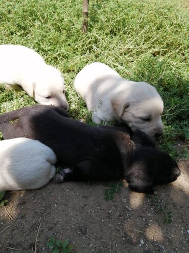 Gəmiricilər: Labrador-retriver