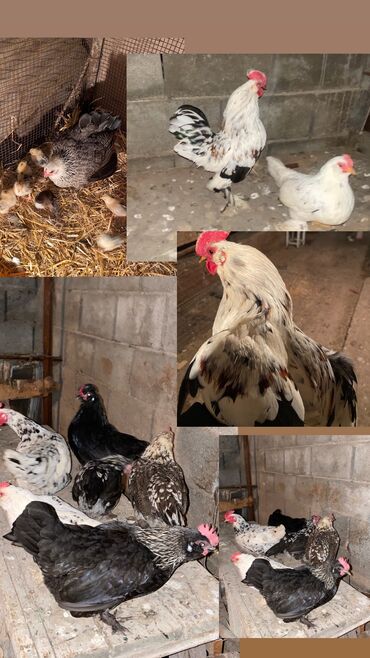 Продаю карликовых цыплят суточные по 130 сом на фото родители