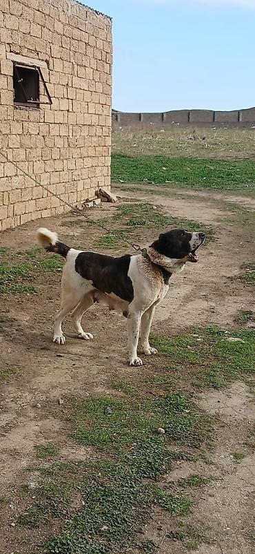 İtlər: Qurdbasar, 4 il, Dişi — 10