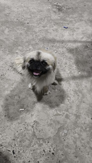 Pişiklər: Pekines, 2 il, Erkek, Peyvəndli, Ünvandan götürmə, Ödənişli çatdırılma
