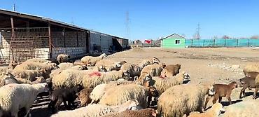 cins keciler: Erkək, il: 1, Damazlıq, Pulsuz çatdırılma — 8