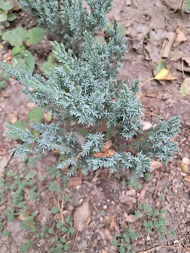 Садовые цветы и кустарники: Саженцы цветка: Ромашки, Самовывоз — 3