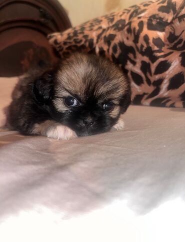 itler xasqi: Pekines, 1 ay, Dişi, Peyvəndli, Pulsuz çatdırılma