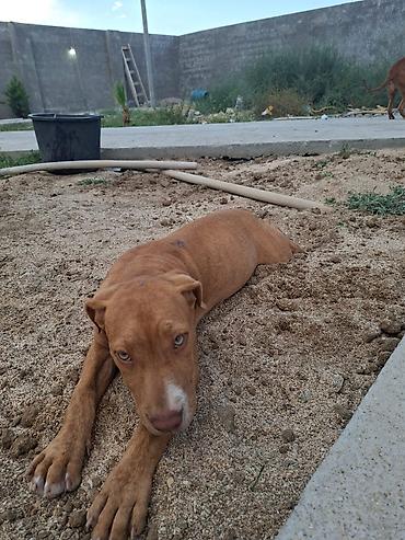 tap. az ov itleri: Pitbul, 3 ay, Dişi — 1
