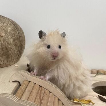 Хомяки: Продаются хомячки джунгарские, сирийские, ангорские пушистые хомячки — 5