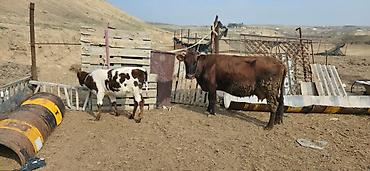 Inəklər, öküzlər: Satılır: inək və buzovlar salam hər vaxtı xeyir olsun bu şəkildə — 10