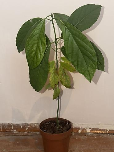 malax meyvə: Avokado, 0705793033 vatsap nömrəsinə yazın. Dona avokado (Persea — 3