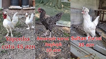 pişiyə verilən adlar: İstəyənlər əlaqə saxlıya bilər — 1