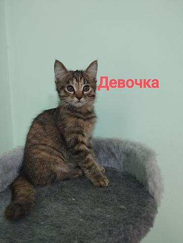 мини кошка: Ищут дом котята.Им скоро исполнится 3 месяца.Были найдены — 4