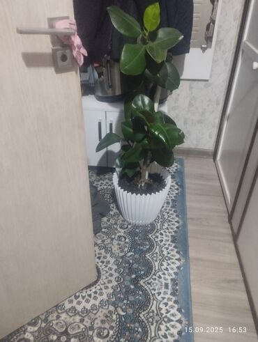 для животных: Фикус каучуконосный (Ficus elastica) в декоративном горшке. - Высота