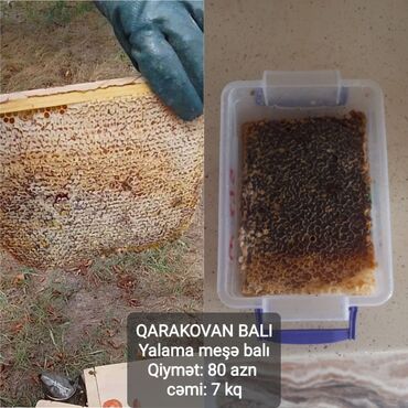 qida bloku: Qarakovan balı – Yalama meşə balı. - Təbii qarakovan şanı ilə