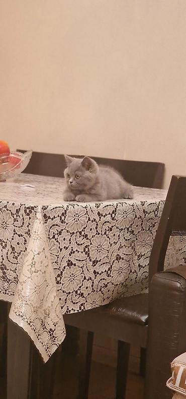 Pişiklər: Britan, Erkək, Yaxşı əllərə, Ödənişli çatdırılma, Ünvandan götürmə — 7