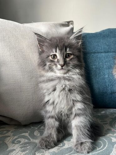 британская кошка: МЕЙН-КУН Котёнок 2 месяца.Мальчик Котёнок активный,игривый,ласковый