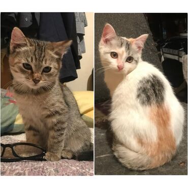 новорожденный котенок: 2 месяца, Девочка, Приучена к лотку, Проглистована