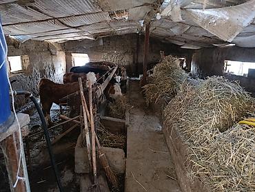 Продажа коттеджей и домов: Продаётся дом село Васильевка улица Комсомольская 221 на участке 18 — 8