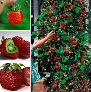 Semena i sadnice: Seme jagode više vrsta
Cena:650din/200 semenki — 7