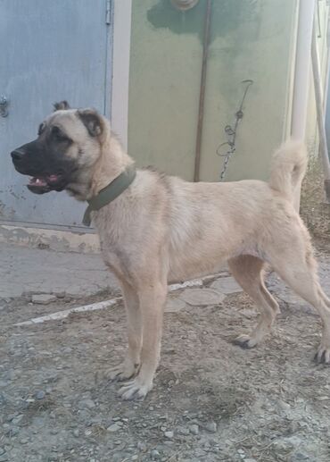 Kanqal, 1 il, Dişi, Peyvəndli, Ünvandan götürmə