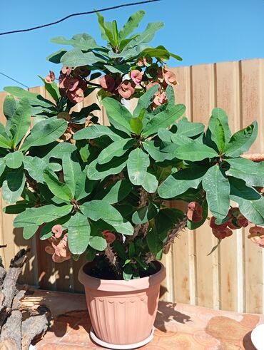 Молочаи: Комнатные растения в горшках 1) Молочай Милла (Euphorbia milii