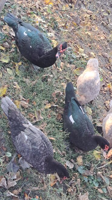 Ördəklər: Dişi, | Macar, Damazlıq, Pulsuz çatdırılma — 24