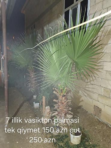 7 illik Vashington (Washingtonia) palmaları - Növ: Yelpik yarpaqlı