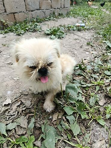 İtlər: Pekines, 1 il, Erkek, Ünvandan götürmə — 5