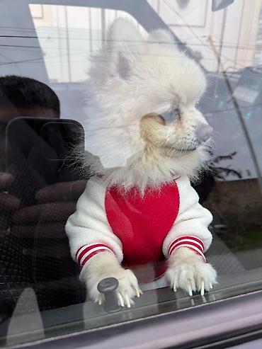 İtlər: Şpitz, 1 il, Erkek — 10