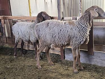 Баран, овца: Продаю | Овца (самка) | На забой, Для разведения — 5