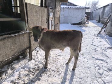 Коровы, быки: Продаю | Бык (самец) | На откорм | Привязанные — 4