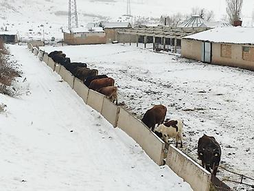 Товары и оборудование для с/х животных: Нужен скотник и доярка — 9