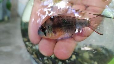 akvarium baligi: Erkək Ramirezi balığı dişi ilə barter olunur. Vatsap var — 1