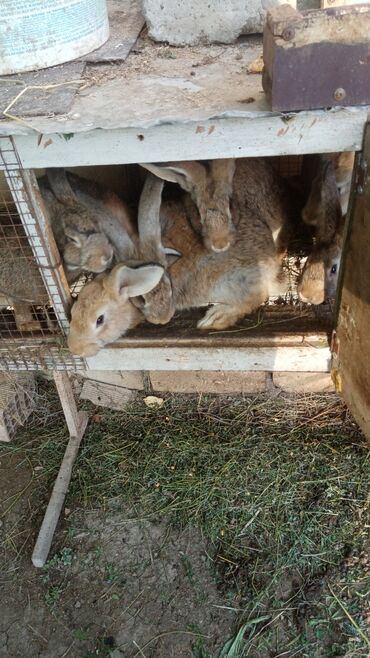 simmental ineklerin satisi: Velikan Və kaliforniya satışda. Velikan 40 kaliforniya 30 azn