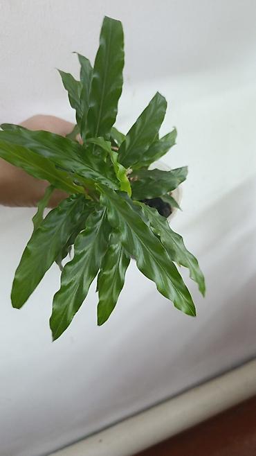 Драцены и Сансевиерии: Драцена (разные виды, в горшках) находится в Кара Балте - Эффектные — 10