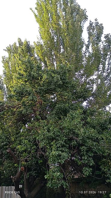 алма орук: Кимге терек керек сами рубите сами вывозите — 2