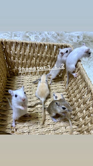 Хомяки: Ручные песчанки монгольские. Красивые окрасы, есть девочки и мальчики — 9