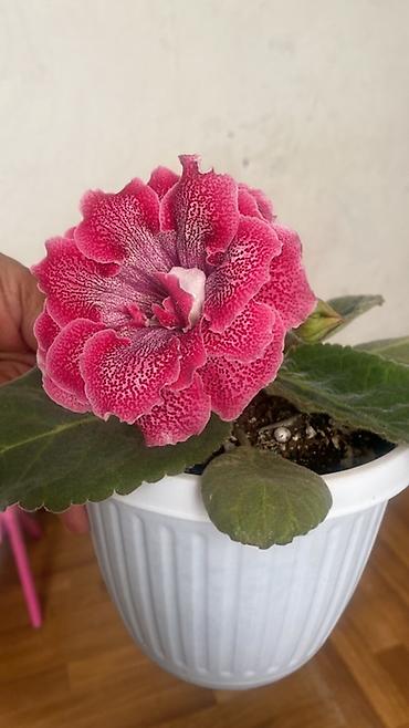 Фиалки и глоксинии: Глоксиния (Sinningia speciosa) в пластиковом кашпо - Сорт с крупными — 1