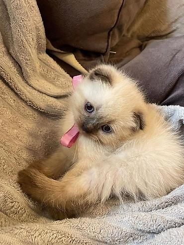 Кошки: Шиншилла, Самец, Самка, В добрые руки, Платная доставка — 1