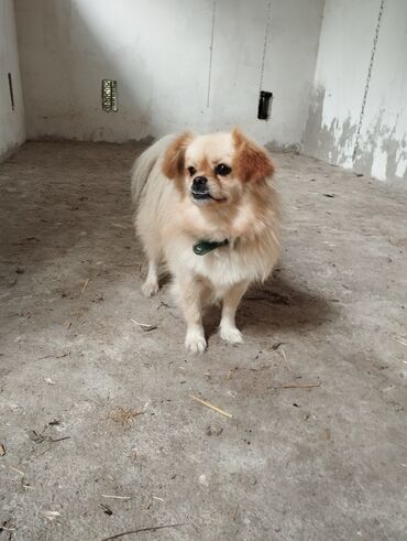 İtlər: Pekines
